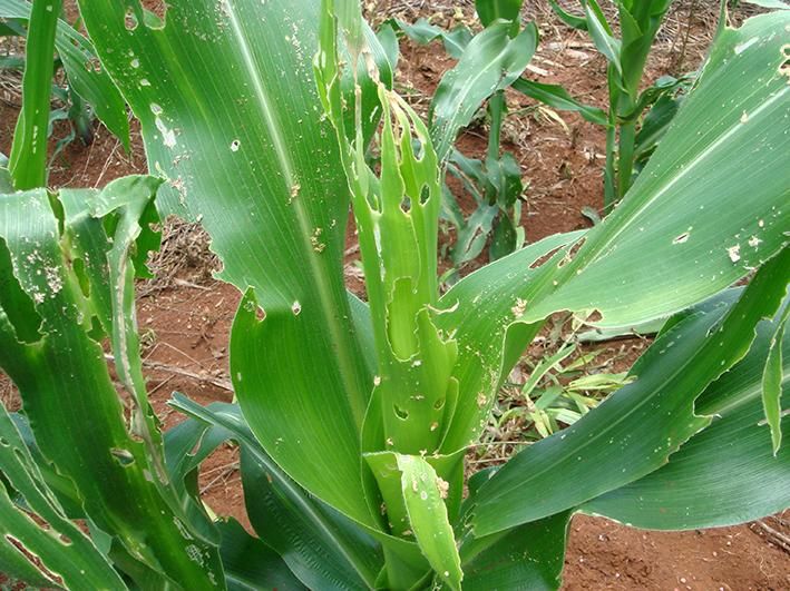 Folhas de milho com raspagem e furos alinhados causados pela lagarta-do-cartucho